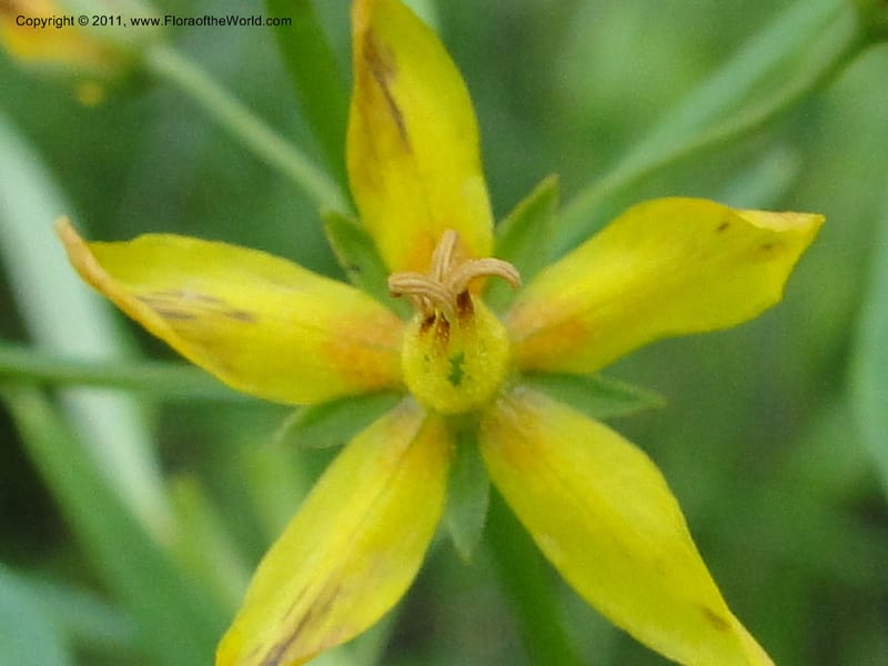 Lysimachia loomisii, Mori, S 27420, USA, No.Carolina, Jones County, 10.5 miles from junction with Hwy 58, E of Maysville, 23 May 2010 (8).JPG