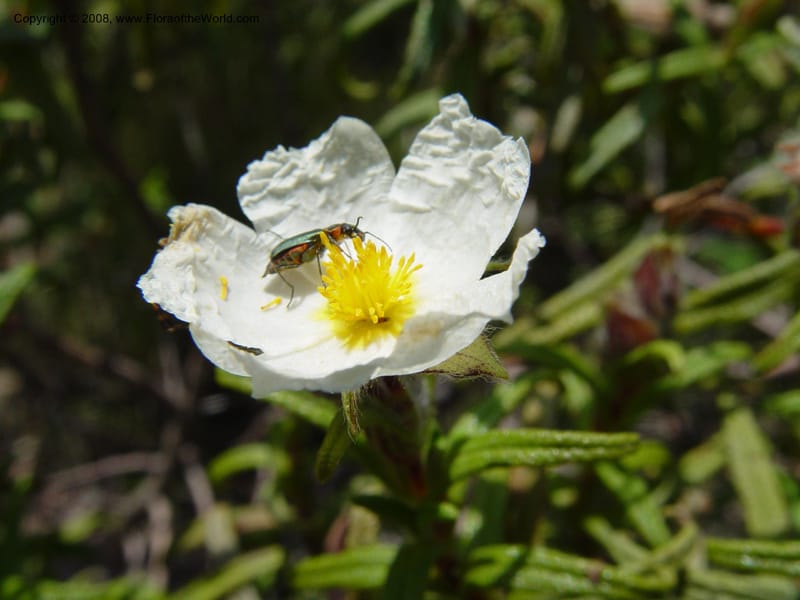 Cistus monspeliensis--Spain. Andalucia. On C333, ca. 5 km E of Orgiva. 14 Apr 04. 133.jpg