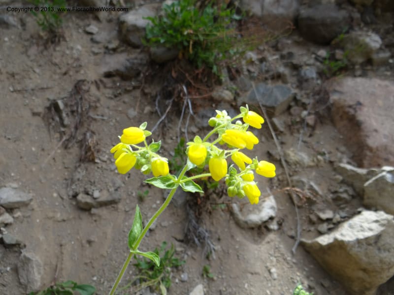 Calceolaria, WDS 34221--Chile. Cta 115. 11.5 km W of La Laguna. 22 Feb 2013. DSC02736 (31).JPG