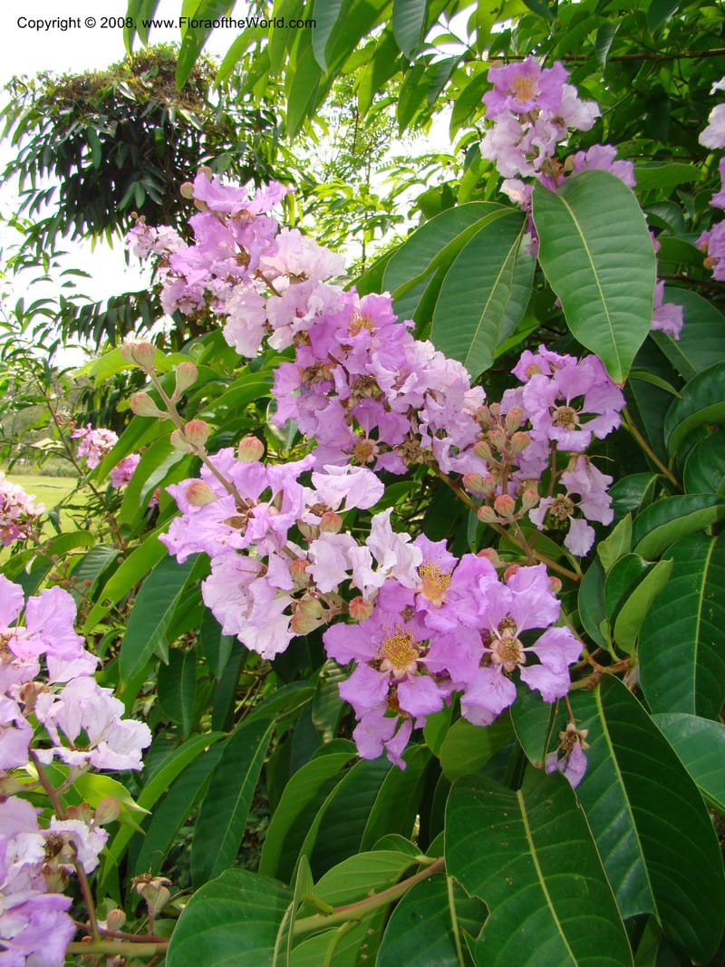 Lagerstroemia--Thailand. Queen Sirikit Arboretum, ca Khon Kaen. 11 Mch 08. 128.jpg