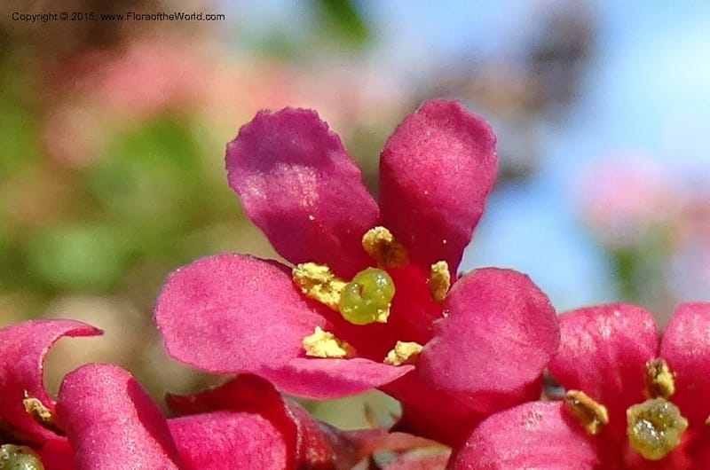 Escallonia callcottiae, Ricci, M --Chile. Juan Fernandez. SJB. 21 Feb 2015. DSC08963 (102).JPG