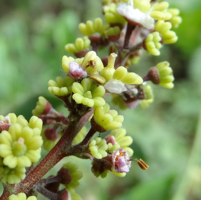 Alectryon, Munzinger, J 7386--Fiji. Along Hibiscus Hwy. 7 Nov 2015. DSC00180 (18).JPG
