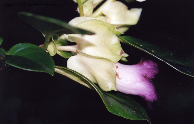 Monopyle, Rincon2395--MX. Veracruz. Volcan San Martin. 24 May 01. 003.JPG