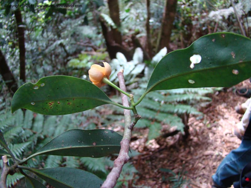 Zygogynum,  Munzinger, J 4868--New Caledonia, Dogny, 19 Nov 2007, 280 (5).jpg
