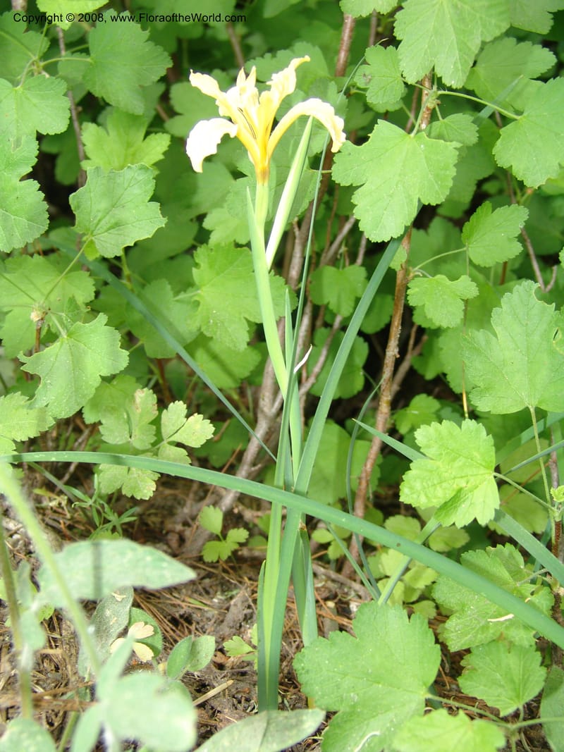 Iris hartwegii--CA. Mariposa Co. Yosemite Nat. Pk. Glacier Pt Rd.  27 Jun 06. 251.jpg