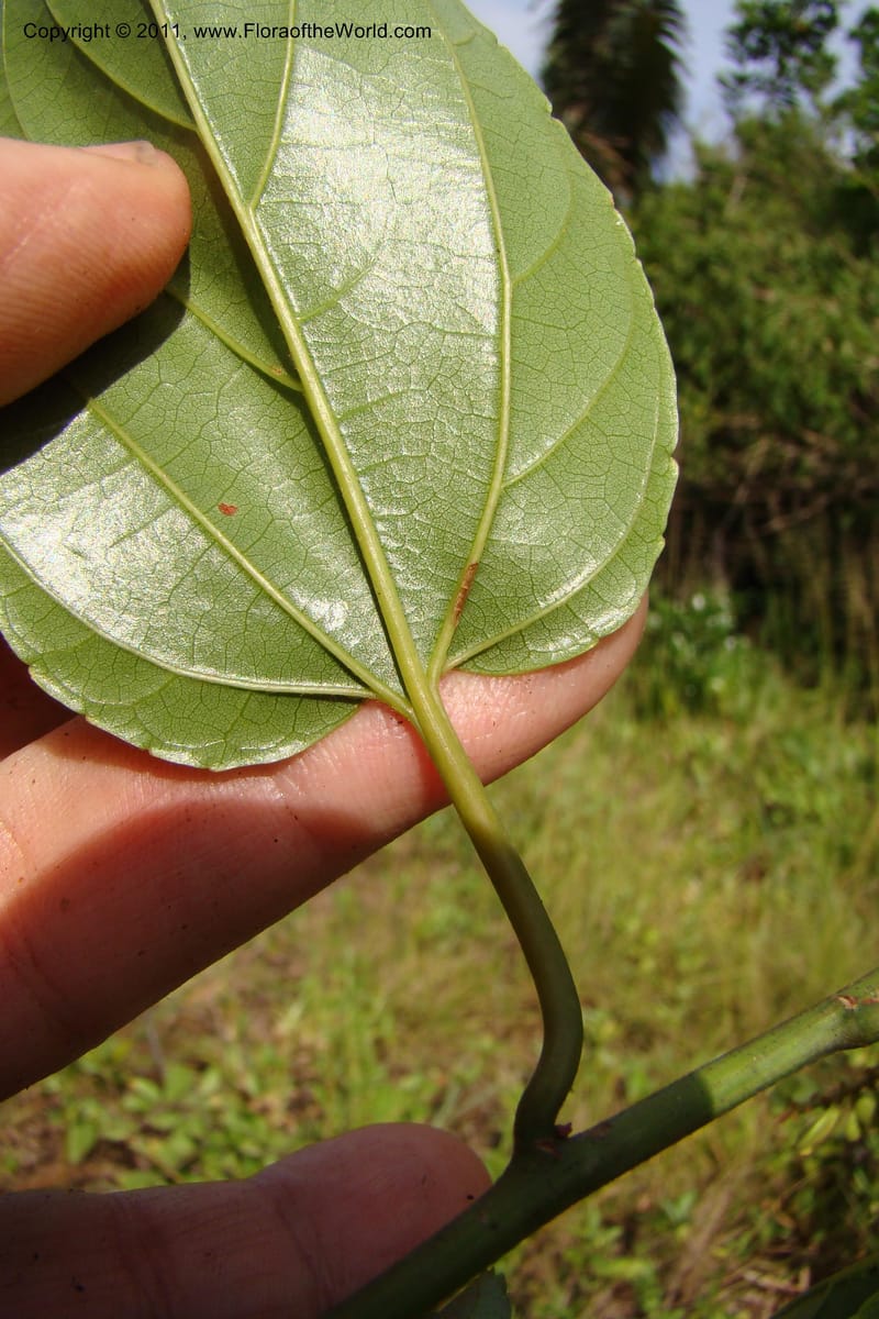 Gouania myriocarpa, Razafindraibe 210--Madagascar. Prov. Fianarantsoa. RN 12. 14 Jan 09. 285 (5).jpg