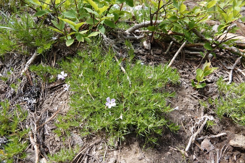 Phlox caespitosa, C. Davidson 13842--ID. Shoshone Co. Freezeout Rd. FR 301. 10 Jul 2018. DSC06582 (255).JPG