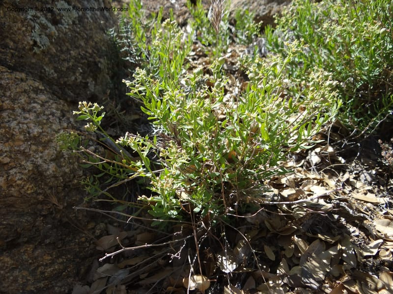 Comandra umbellata, Davidson, C 11942--AZ. Yavapai Co. Crown King Rd. 7 May 2012. DSC0894 1 (110).JPG