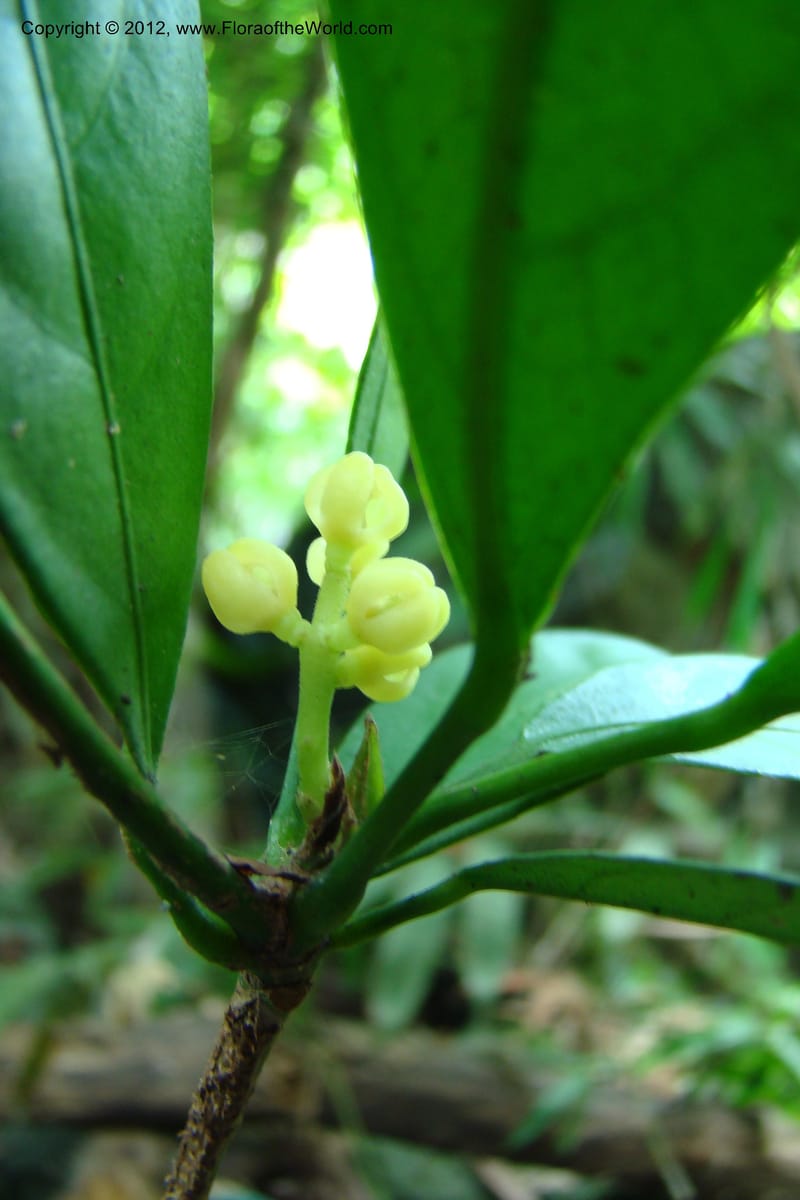 Chionanthus, Regalado 1707--Viet Nam. Thua Thien Hue Prov. Nam Dong Distr. Thuang.12 Apr 09. 160 (2).jpg