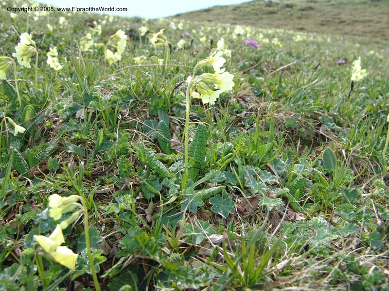 Primula ruprechtii--Georgia. Vic. of Tskhrats'karo Pass. 7 Jun 05. 020.jpg