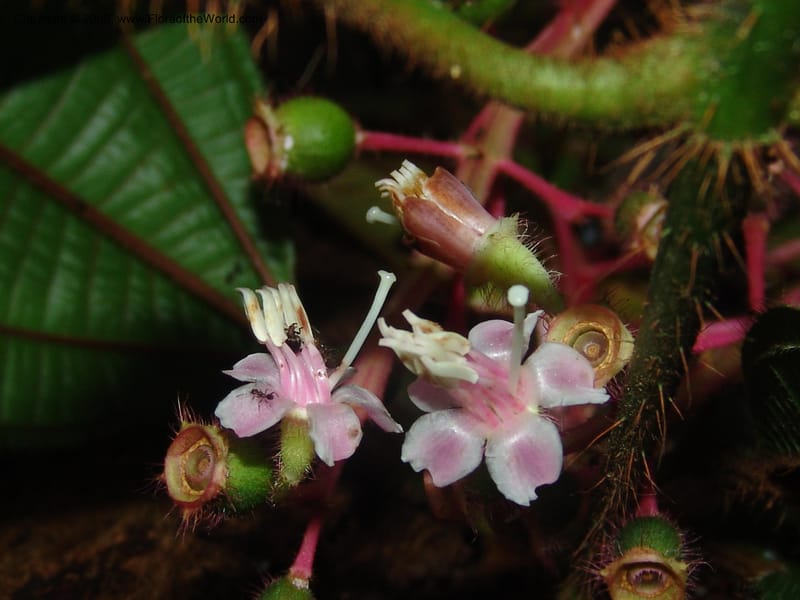 Tococa guianensis, AAraujoM1251--Bolivia. Pq. Nac. Madidi. Chalalan. Send. Anta. 30 Nov 04. 259.jpg