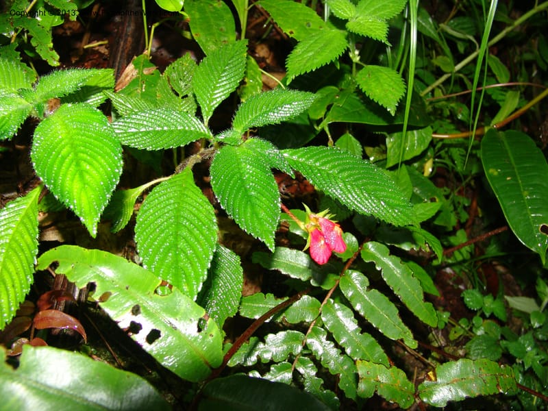 Gasteranthus, Croat 95692--Ecuador. Maquipucuna Biol. Res. Send. Princip. 11 Mar 06. 011 (12).jpg