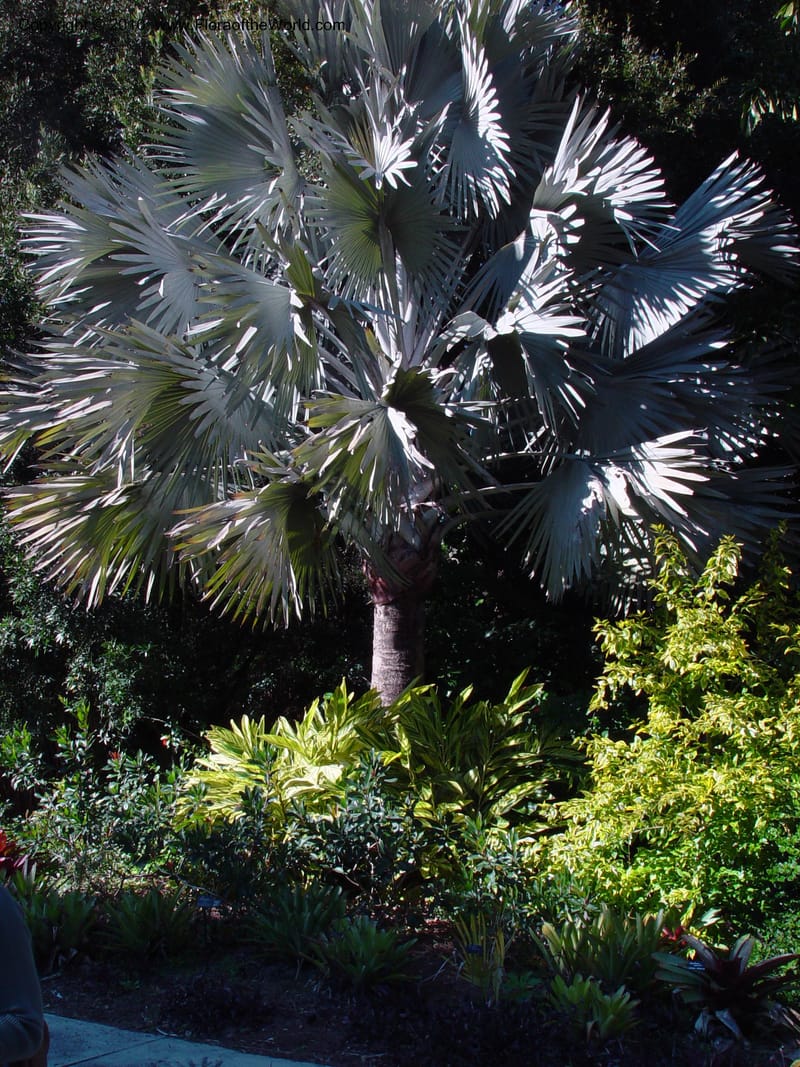 Bismarckia nobilis--FL. Harry Leu Gardens, Orlando. 5 Jan 03. 001.jpg