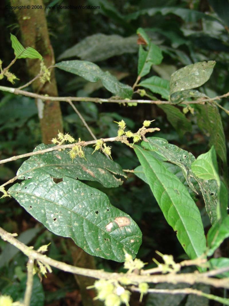 Sloania, RVasquez32999--Peru. Pillcopata. Qbda Pini Pini. 29 Oct 07. 597.jpg