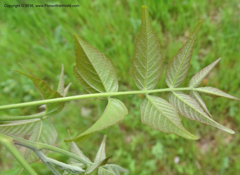 Ungnadia speciosa, Davidson, C 13072--USA Austin TX KcKinney 18 Mar 2016 6896 (19).JPG