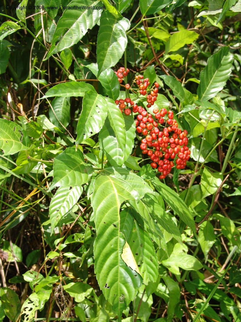 Leea guineensis, MLeal1136--Gabon. Prov. Ogooue-Iv. Res. Lope. Sommet Main. 19 Apr 06. 142.jpg