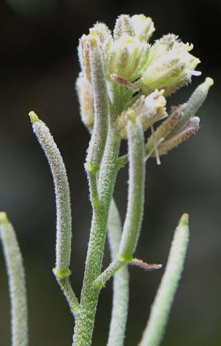 Arabis pycnocarpa var. pycnocarpa, D. Boufford 44001--China. Sichuan. Yibailingba-gou. 12 Aug 2017. DSC04660 (144).JPG