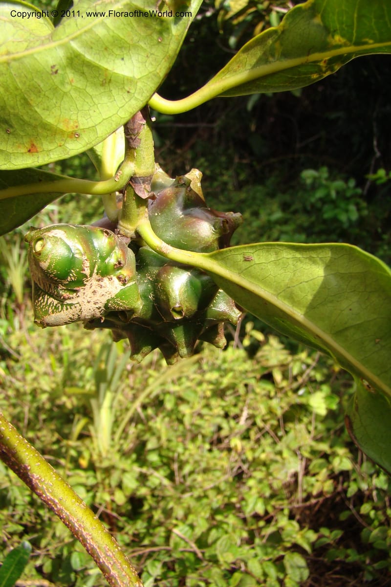 Morinda rigida, Razafindraibe 207--Madagascar. Prov. Fianarantsoa. RN 12. 14 Jan 09. 274 (3).jpg