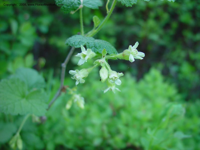 Ribes viscosissimum--ID. Valley Co. N. Fk. Payette River. 12 Jun 03. 055.jpg