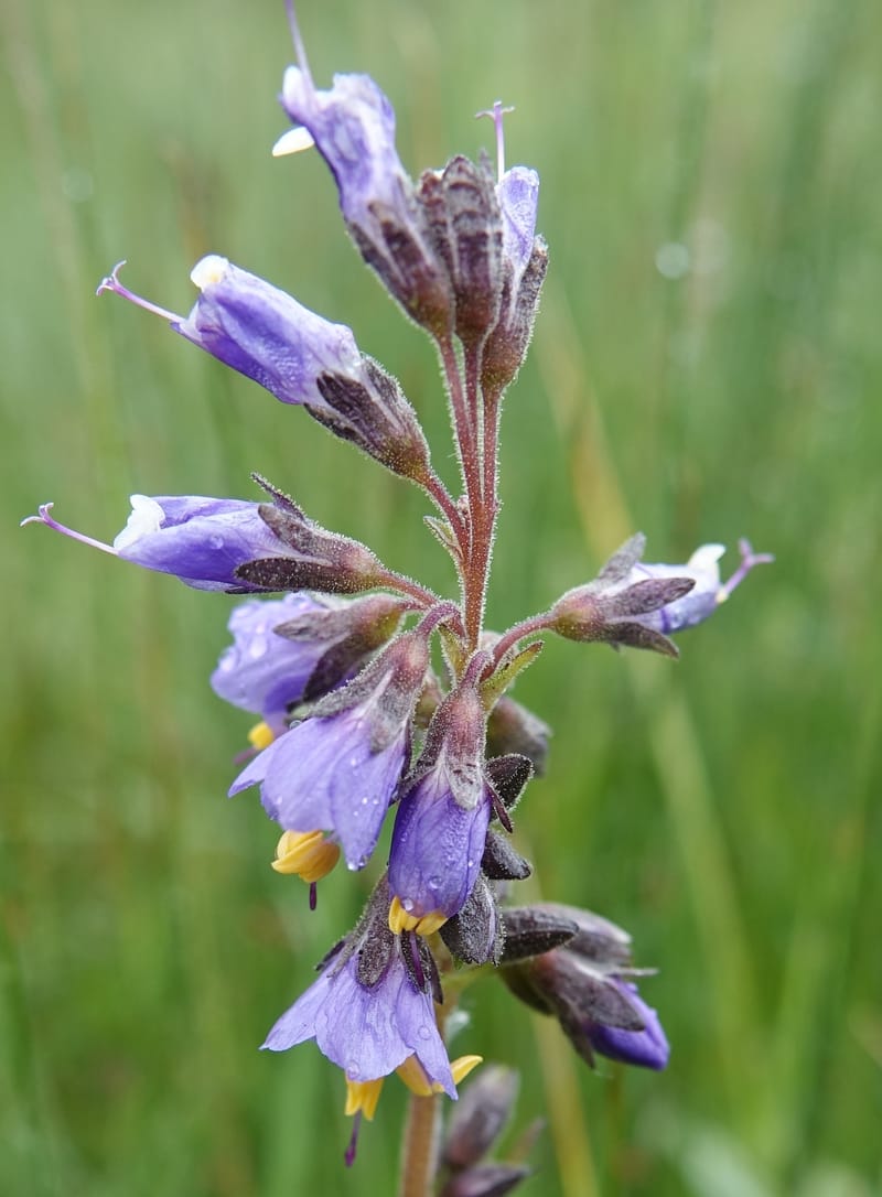 Polemonium occidentale, C. Davidson 13641--ID. Fremont Co. Duck Cr. Ranch. 16 Jun 2017. DSC01937 (118).JPG