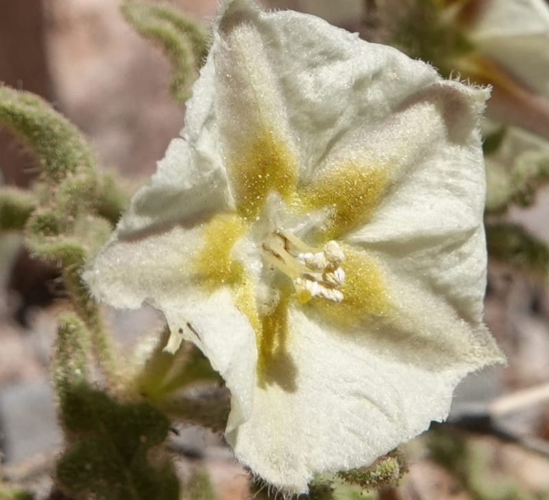 Chamaesaracha sordida, C. Davidson 13996--AZ. Cochise Co. Geronimo Trail Rd. 10 Apr 2019. DSC07357 (34).JPG