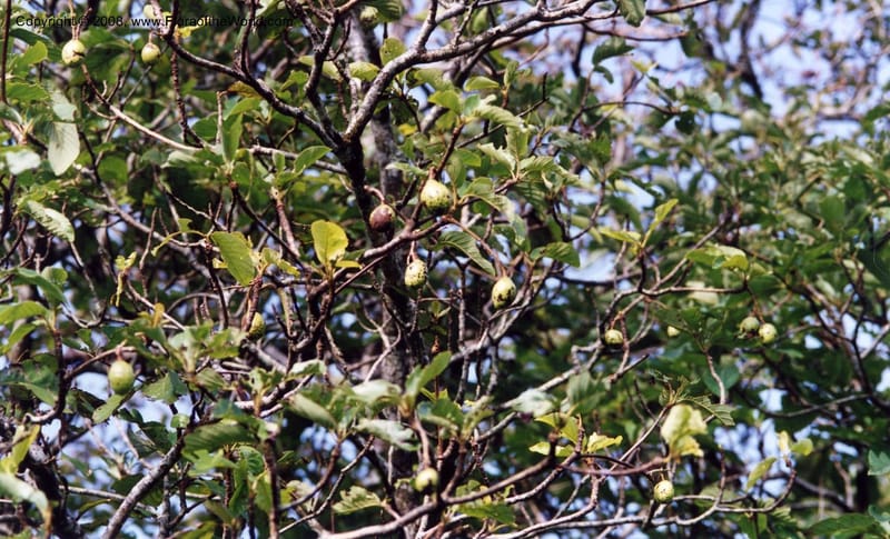 Persea americana, Rincon2459--MX. Veracruz. Volcan San  Martin. 25 May 01. 002.jpg