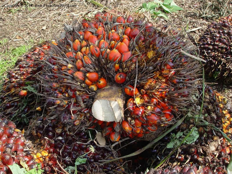 Elaeis guineensis--Cameroon. Mt. Cameroon. 6 Dec 03. 003a (1).jpg