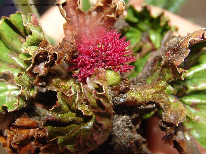 Gunnera magellanica, Croat95037--Ecuador. Prov. Carchi. Paramo el Angel. 19 Feb 05. 230.jpg