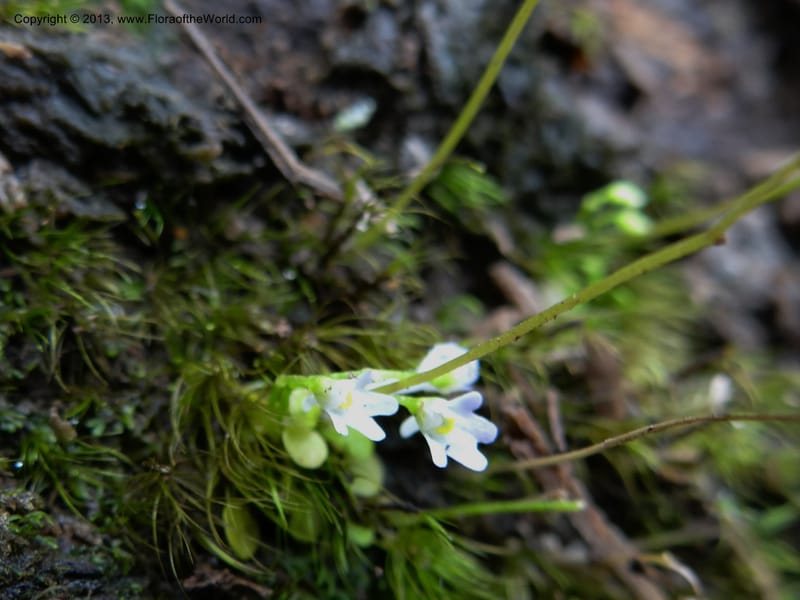 Utricularia, VC 5533--Thailand. Chiang Mai Prov. Doi Pha Hom Pok Nat. Park. 10 Nov 2012. DSC08349 (126).JPG