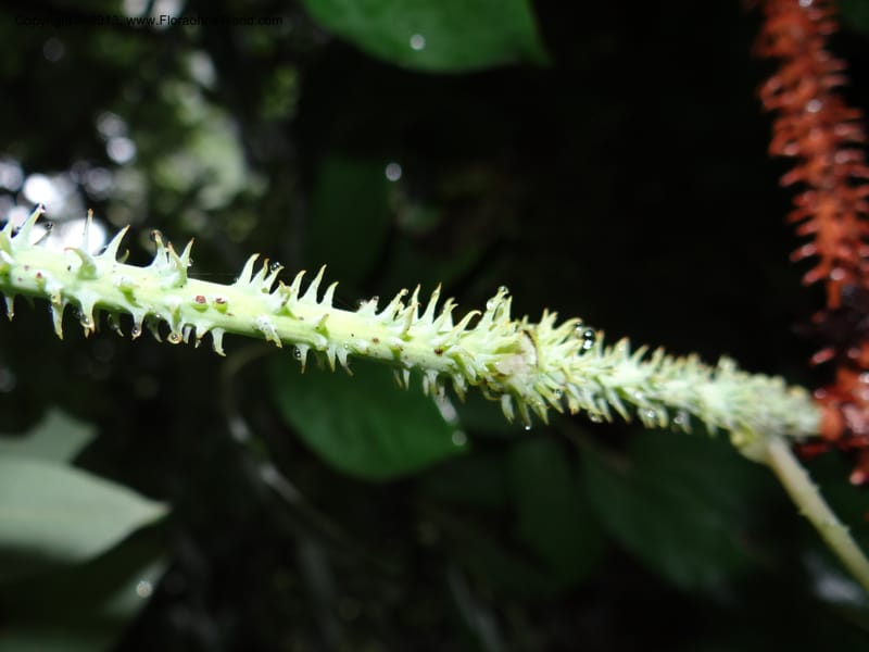 Vitis davidii, Davidson, C 12012--China. Anhui Prov. Huang Shan. 6 Jun 2012. DSC01928 (33).JPG