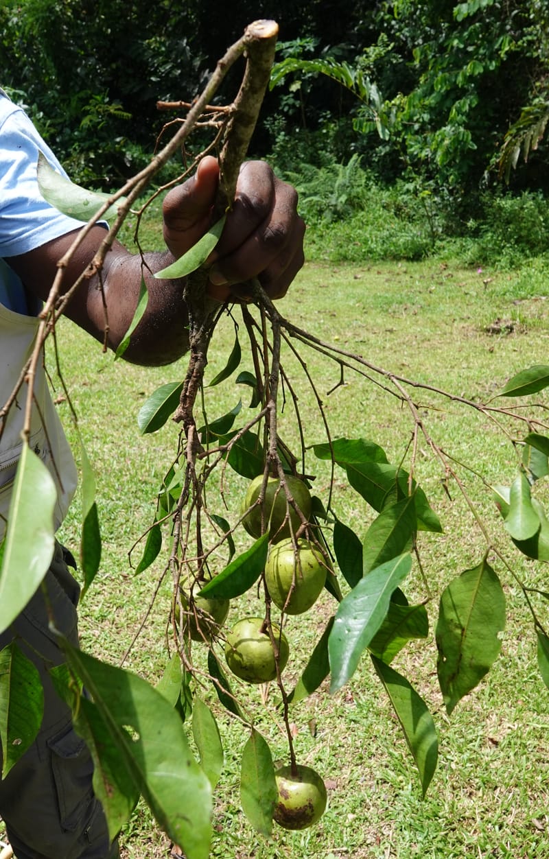 Irvingia gabonensis, C. Davidson 13929--Gabon. Missome Village. 31 Oct 2018. DSC00817 (110).JPG