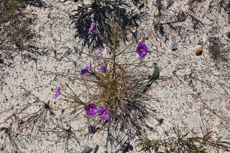 Byblis lamellata, Davidson, C 13426--Australia. W.A. Green Head-Coorow Rd. Stop 2. 24 Oct 2016. DSC04873 (61).JPG