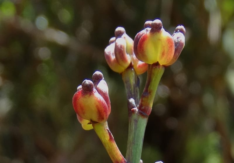 Polyscias, Lowry, P 7417--New Caledonia. PinPin. 20 Nov 2015. DSC03938 (171).JPG