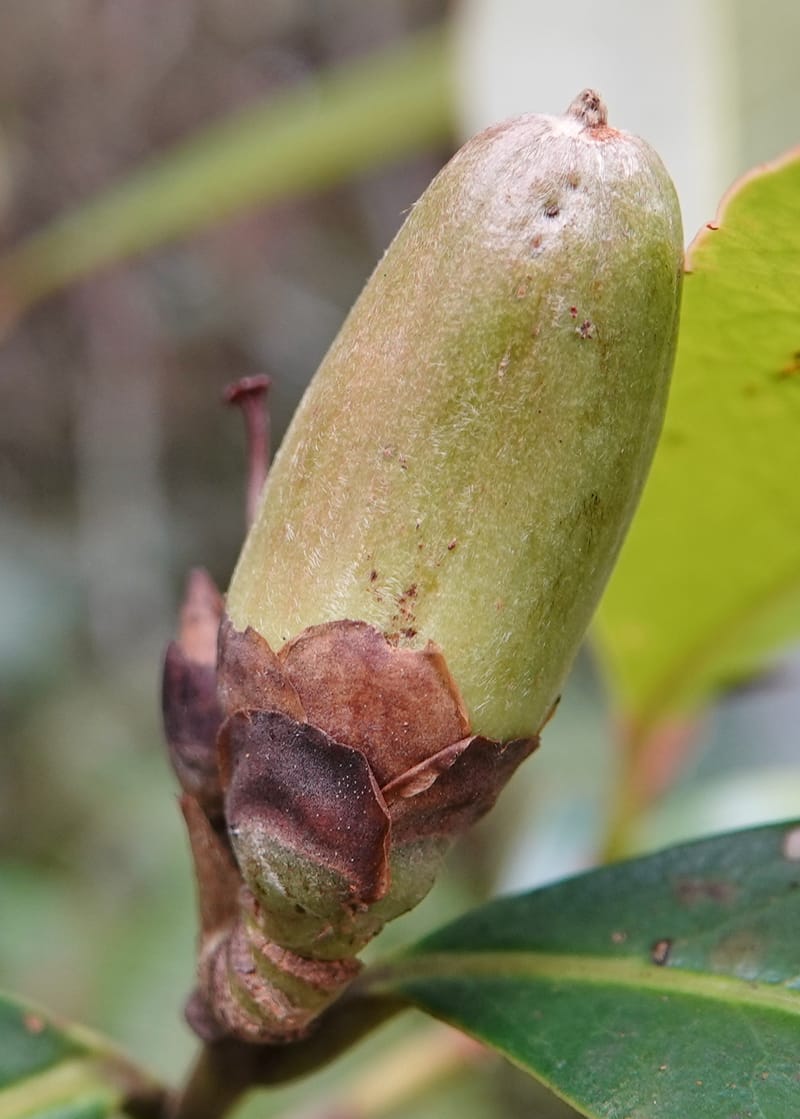Polyspora axillaris, D. Boufford 44131--China. Yunnan. Meizi Lake Park. 3 May 2018. DSC01424 (94).JPG