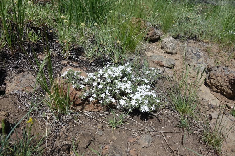 Phlox hoodii, C. Davidson 13543--ID. Blaine Co. Rock Creek Preserve. TNC. 13 May 2017. DSC00171 (62).JPG