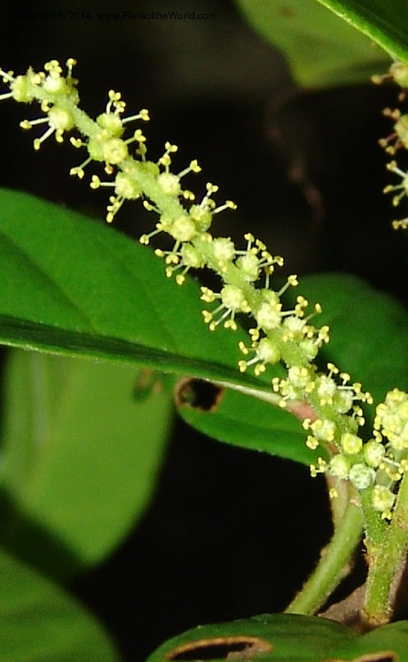 Antidesma vogelianum, Leal, M 1175--Gabon. Prv. Ogooue-Iv. Lope, Ogooue Riv. 21 Apr 06. 308 (1).jpg