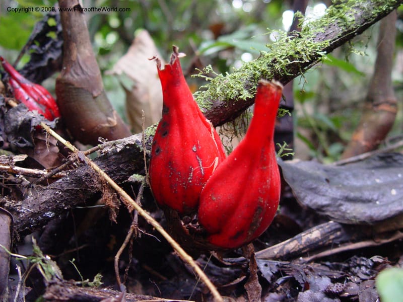 Aframomum sceptrum--Cameroon. Mt. Cameroon. 5 Dec 03. 153.jpg