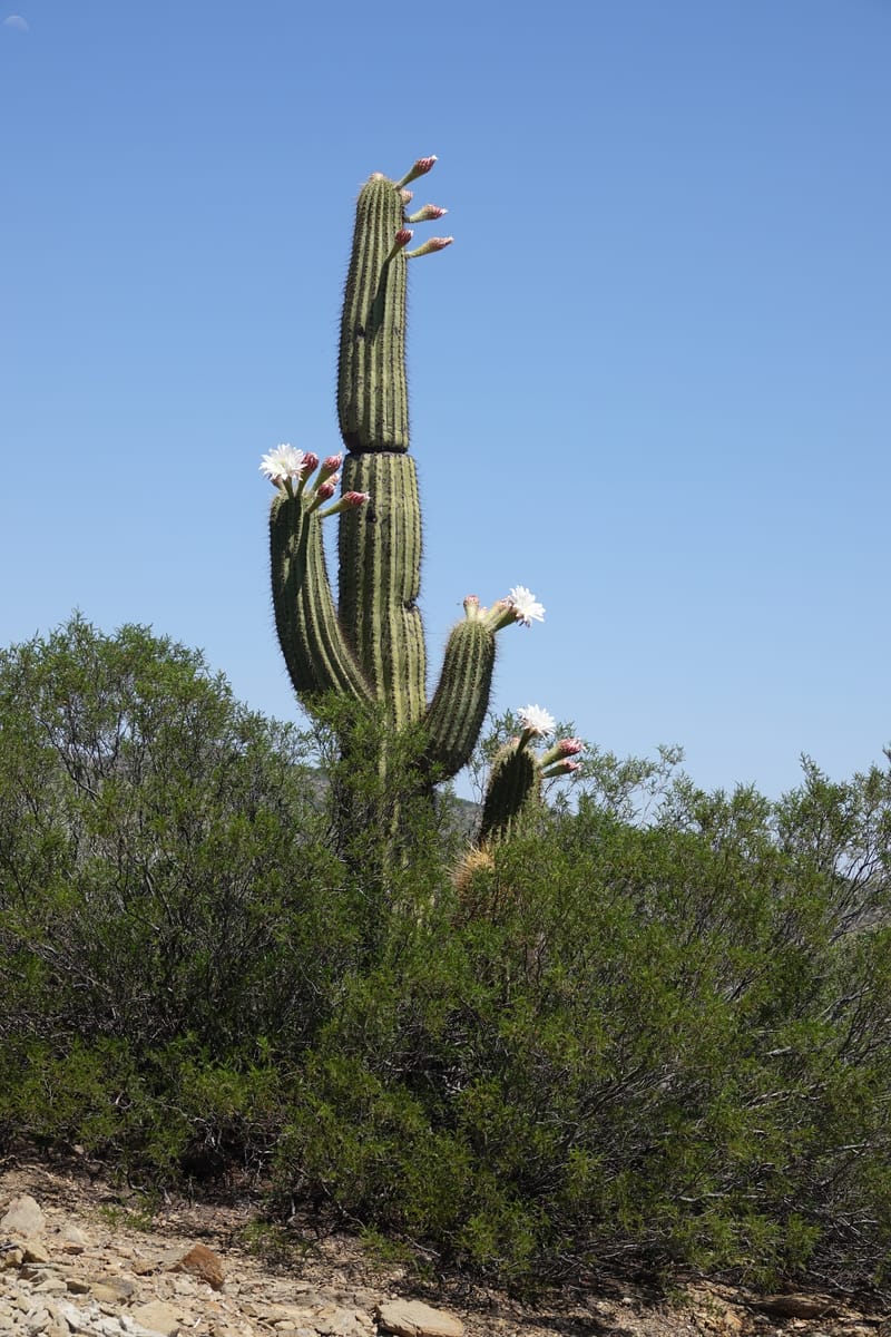Trichocereus terscheckii--Argentina. Hwy 150, P.N. Ischigualasto. 7 Feb 2018. DSC09079 (22).JPG