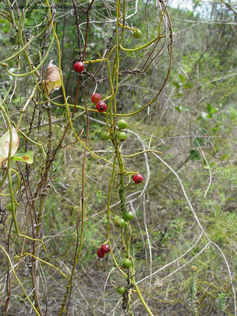 Cassytha filiformis--So. Africa. KwaZuluNatal. Lake Sibaya Lodge. 1 Oct 03. 185.jpg