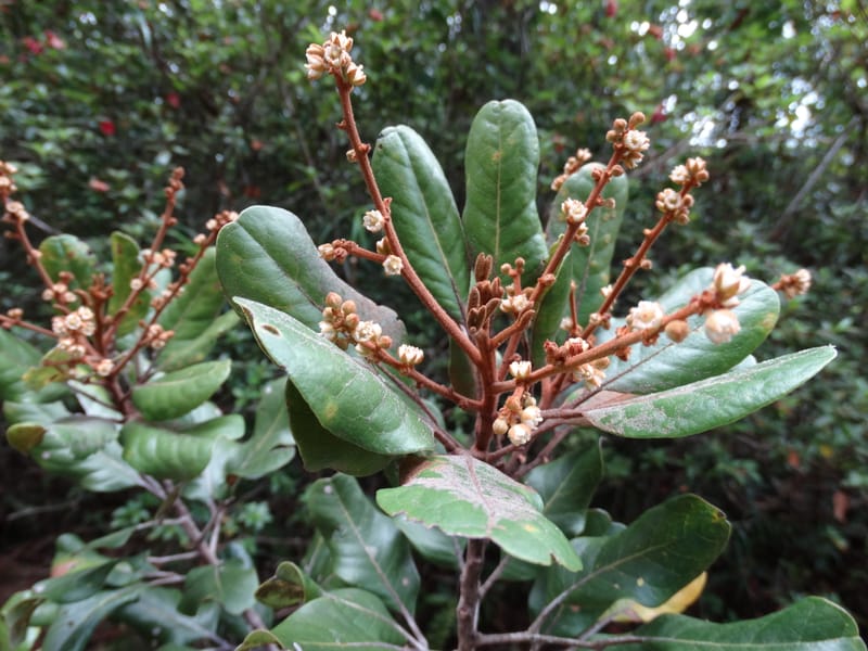 Storthocalyx sordidus, Callmander, M 1230--New Caledonia. Haute Robinson. 11 Nov. 2015. DSC00909 (87).JPG