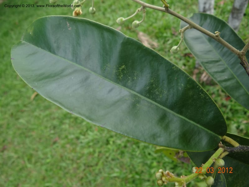 Gonystylus confusus, Callmander, M 996--Singapore, Upper Seletar Park, 22 Mar 2012  DSC04242 (19).JPG