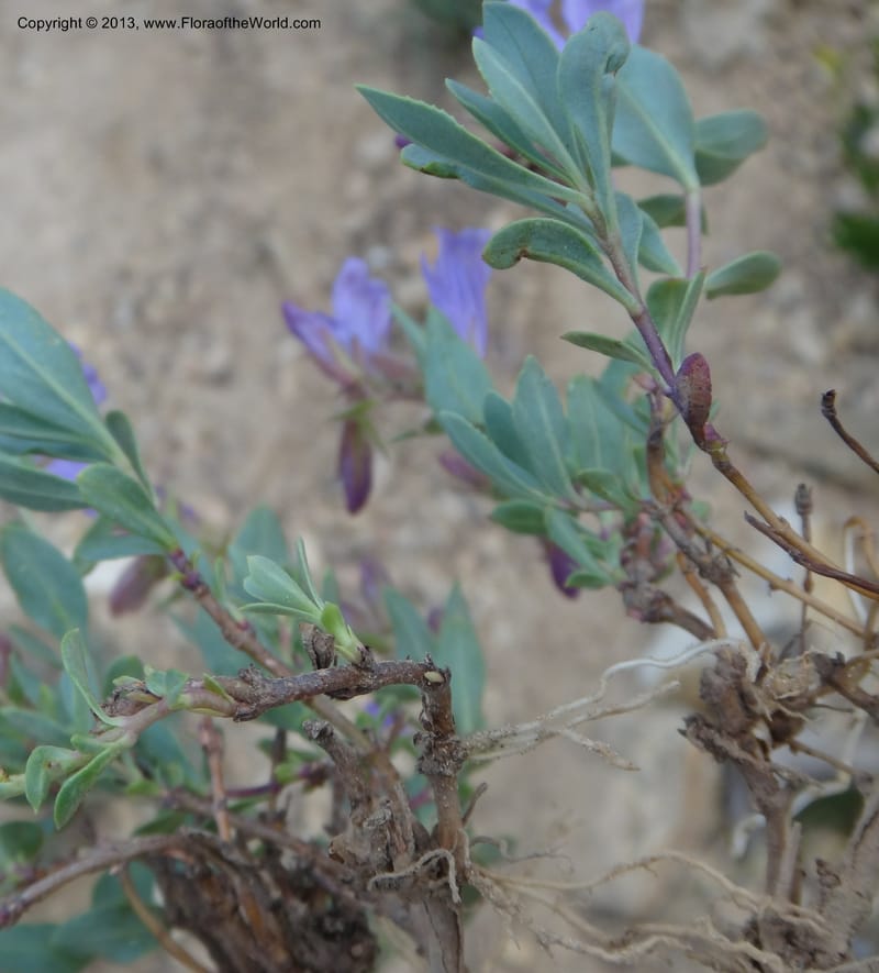 Penstemon montanus. Davidson, C #12080--ID, Valley Co., Elk Summit, 7 Aug 2012 DSC00651 (7).JPG
