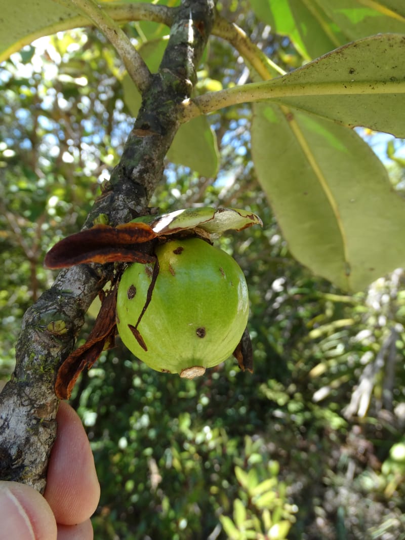 Strasburgeria robusta, Lowry, P 7371--New Caledonia. Mont Dzumac. 12 Nov 2015. DSC01563 (149).JPG