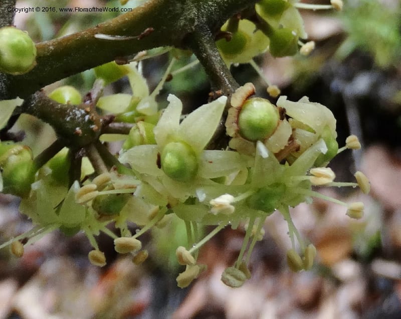 Schefflera, Davidson, C 12649--Sabah. G. Silam. 1 Oct 2014. DSC00937 (144).JPG