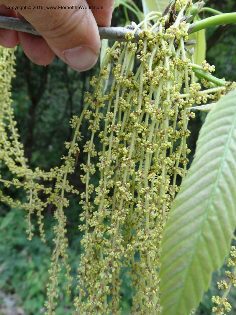 Quercus, Boufford, D 43691--China. Sichuan. LongDongZhen on Rd. to LeiYuan Shan. 13 May 2014. DSC05860 (137).JPG