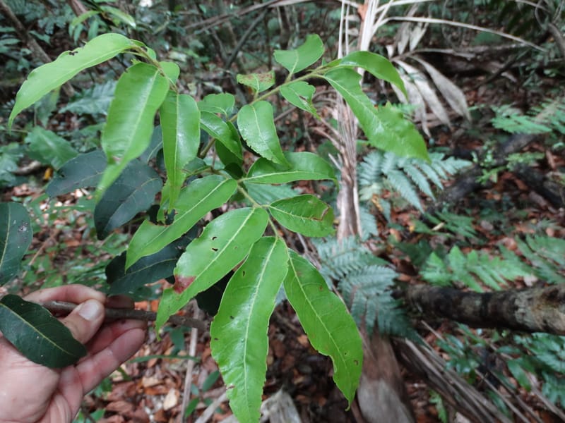 Alectryon hirsutus, Munzinger, J 7420--New Caledonia. Foret du Koghi. 13 Fri 2015. DSC02196 (183).JPG