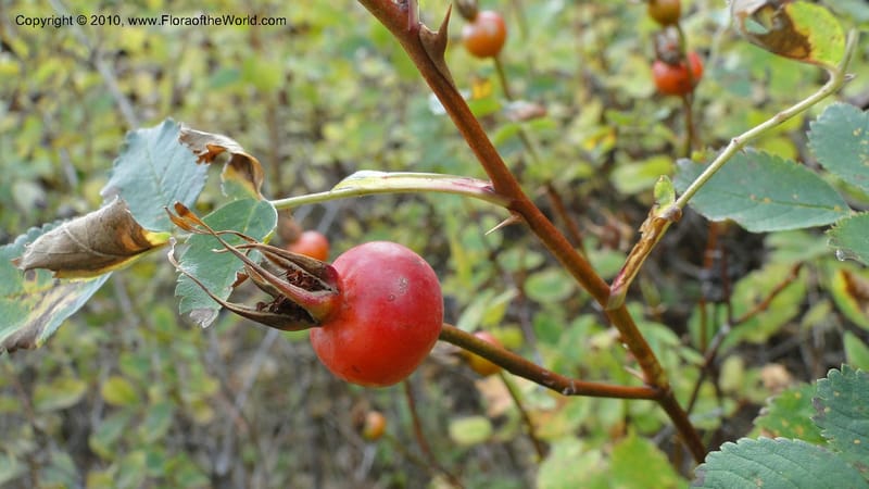 Rosa nutkana, C. Davidson 11814--OR. Hood River Co. Old Dalles Rd., 2 mi E of E. Side Dr. 10 Sep 10. 001 (68).jpg