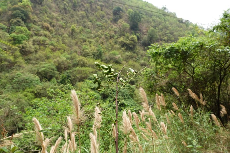 Delavaya toxocarpa, D. Boufford 44087--China. Yunnan. Xinshao Village. 28 Apr 2018. DSC00001 (8).JPG