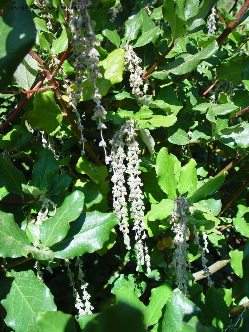 Garrya elliptica cv Evie. 64.1209--CA. UC Berkeley Bot. Gard. 10 Feb 03.006.jpg