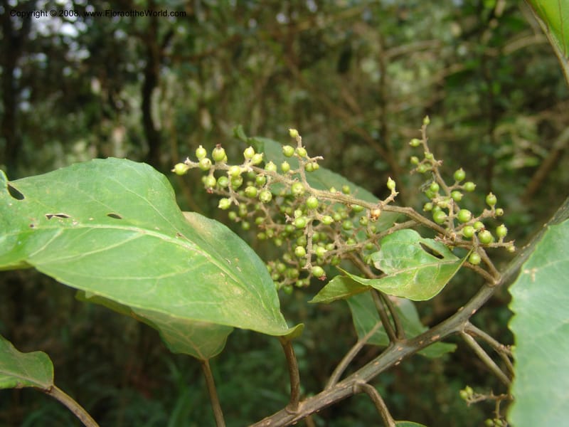 Maesa lanceolata--So.Africa. Mpumal. Moodie Mts.  18 Mch 05. 183.jpg